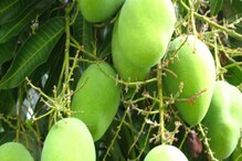 চৈত্রের তপ্ত দুপুরে খান কাঁচা আম, সুস্থ থাকুন বছরভর চৈত্রের তপ্ত দুপুরে খান কাঁচা আম, সুস্থ থাকুন বছরভর