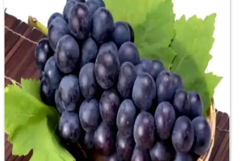 কালো আঙুরে আছে ক্যানসার প্রতিরোধী উপাদান৷ এ ছাড়া এলডিএল কোলেস্টেরল মাত্রা কমিয়ে হৃদরোগের আশঙ্কাও কমিয়ে দেয় কালো আঙুর৷ কালো আঙুরের প্রোয়ান্থোসায়ানাইডস ত্বকের জন্যও উপকারী৷ স্যালাড, স্মুদি, জ্যাম-সহ একাধিক খাবারে দেওয়া যায় কালো আঙুর৷ 