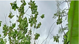 বিশ্ব আবহাওয়া সংস্থা বলেছে যে ঘূর্ণিঝড়ের নামকরণই মানুষের কাছে সতর্কবার্তা পাঠাতে সাহায্য করে