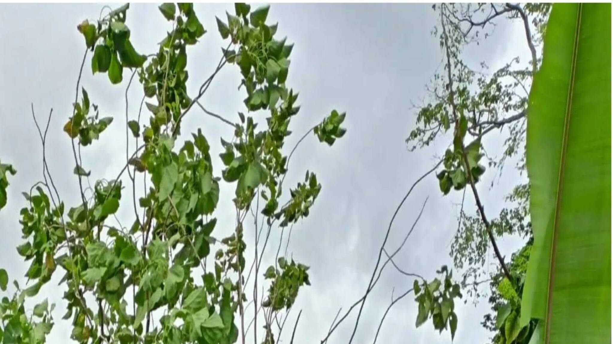 Explained: Cyclone Asani : ঘূর্ণিঝড় 'অশনি'র কীভাবে নামকরণ করা হয়েছিল? এর অর্থ কী?