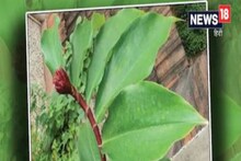 রাত পোহালেই ৫ জুন, তার আগেই শুরু সবুজায়নের ব্যাপক উদ্যোগ