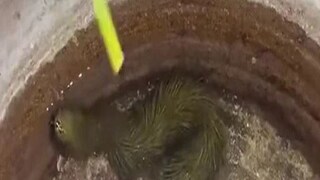 Viral Video Viral Video