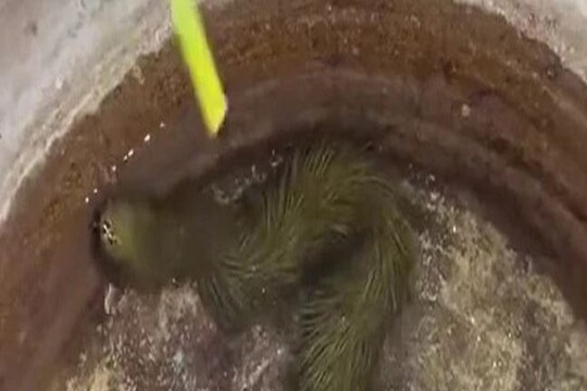 Viral Video