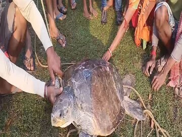 প্রায় ৫০ কেজি ওজনের এই কচ্ছপটিকে ঘিরে রীতিমতো হইচই পড়ে যায়৷ তবে কচ্ছপটির কোনও ক্ষতি না করে সেটিকে বন দফতরের হাতে তুলে দেন গ্রামবাসীরাই৷প্রায় ৫০ কেজি ওজনের এই কচ্ছপটিকে ঘিরে রীতিমতো হইচই পড়ে যায়৷ তবে কচ্ছপটির কোনও ক্ষতি না করে সেটিকে বন দফতরের হাতে তুলে দেন গ্রামবাসীরাই৷