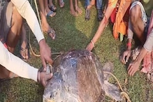 ও মা! জালে ওটা কী উঠল, মাছের জন্য ফেলা জাল তুলতেই মিলল ঢাউস ‘এই’ প্রাণী ও মা! জালে ওটা কী উঠল, মাছের জন্য ফেলা জাল তুলতেই মিলল ঢাউস ‘এই’ প্রাণী