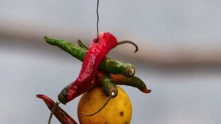 বাড়ির প্রবেশপথে লেবু-লঙ্কা ঝুলিয়ে রাখার বৈজ্ঞানিক কারণ জানেন কি?