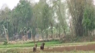 বাইসনের তাণ্ডব বাইসনের তাণ্ডব