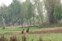 মাথাভাঙার মাথায় আকাশ ভেঙে পড়ার জোগাড়, চিতাবাঘের পর এ কী নতুন আতঙ্ক!