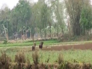 বাইসনের তাণ্ডব