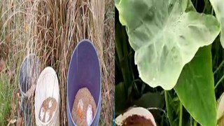 দিকেদিকে বোমা উদ্ধার দিকেদিকে বোমা উদ্ধার