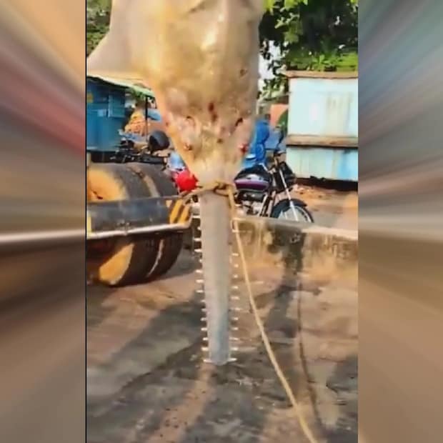 তবে, মাছটি নিলাম করা নিয়ে জেলেদের সমস্যায় পড়তে হতে পারে। একটি বাঘ হত্যা করলে যা শাস্তি হয়, সেই একই শাস্তি হতে পারে এই মাছটি হত্যা করলেও।