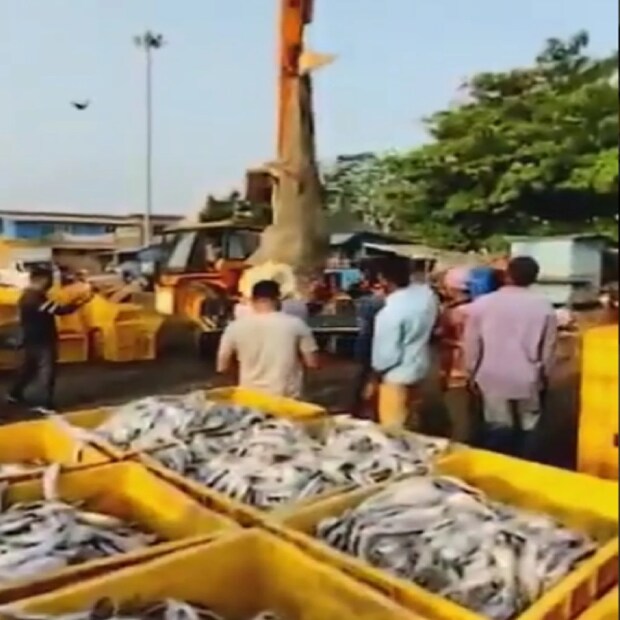 ম্যাঙ্গালোর সিটি নামে একটি টুইটার অ্যাকাউন্ট থেকে করাত মাছের বেশ কিছু ছবি শেয়ার করেছে। "কার্পেন্টার হাঙ্গর একটি বিপন্ন প্রজাতির মাছ এবং তাদের সংখ্যা ক্রমশ হ্রাস পাচ্ছে। 