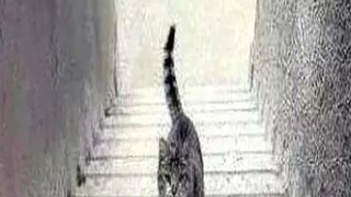 ভাইরাল বিড়াল কাঁপাচ্ছে দুনিয়া 