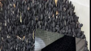 কালো জিরের সঙ্গে মিশছছে পাট বীজ৷ কালো জিরের সঙ্গে মিশছছে পাট বীজ৷