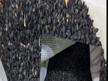 কালো জিরের সঙ্গে মিশছছে পাট বীজ৷ 