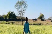 ধোনির ফার্ম হাউসে ফলল 'দেশী' ফসল, বিশেষ জাতের গম দেখতে ভিড়