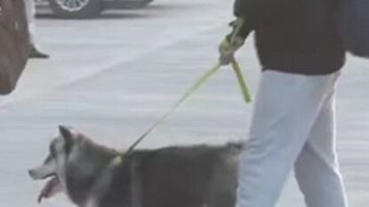 Relocate Your Pet From A Different Country Relocate Your Pet From A Different Country