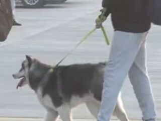 Relocate Your Pet From A Different Country