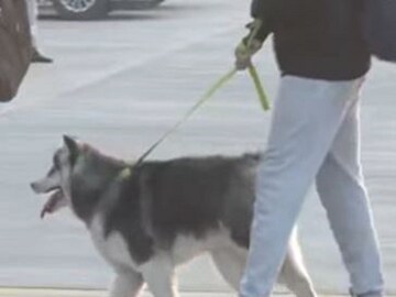 Relocate Your Pet From A Different Country