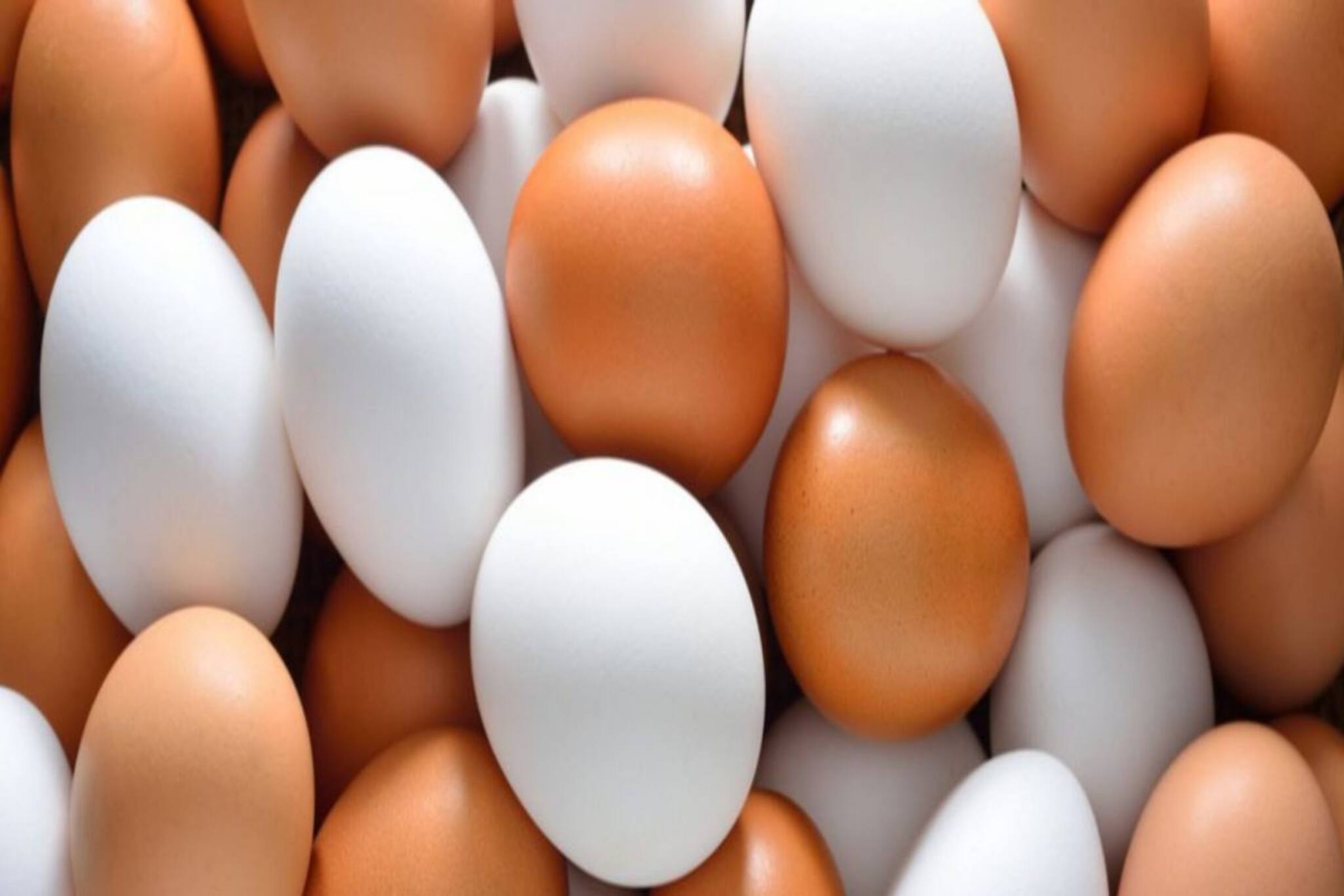 সাদা নাকি বাদামি? কোন ডিমে বেশি উপকার? কী বলেন বিশেষজ্ঞরা