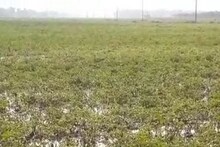 শিলাবৃষ্টিতে দফারফা! আলু আর আম নষ্ট বিপুল পরিমাণে, মাথায় হাত কৃষকদের