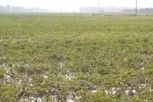 শিলাবৃষ্টিতে দফারফা! আলু আর আম নষ্ট বিপুল পরিমাণে, মাথায় হাত কৃষকদের শিলাবৃষ্টিতে দফারফা! আলু আর আম নষ্ট বিপুল পরিমাণে, মাথায় হাত কৃষকদের