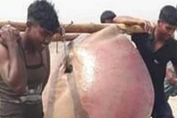 ২০০ কেজি! বড়শিতে পড়ল প্রবল টান, নৌকায় তুলতেই এ কী জিনিস! চক্ষু চড়কগাছ সকলের ২০০ কেজি! বড়শিতে পড়ল প্রবল টান, নৌকায় তুলতেই এ কী জিনিস! চক্ষু চড়কগাছ সকলের