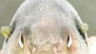 Andhra Pradesh Fishermen Fear Going to Sea After Reeling in 'Fish with Human Face'
