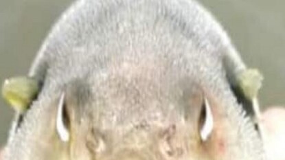 Andhra Pradesh Fishermen Fear Going to Sea After Reeling in 'Fish with Human Face'
Andhra Pradesh Fishermen Fear Going to Sea After Reeling in 'Fish with Human Face'