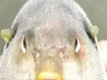 Andhra Pradesh Fishermen Fear Going to Sea After Reeling in 'Fish with Human Face'
