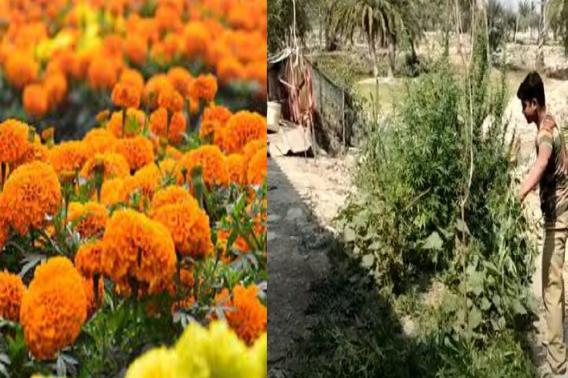 গাঁদা ফুলের নাম করে বাড়িতে নিষিদ্ধ গাঁজা গাছের চাষ! খবর পেয়েই পুলিশি হানা। বাজেয়াপ্ত গাঁজা গাছের ডালপালা সমেত ২৮ কিলো আলামত। তল্লাশি চলছে বাড়ির মালিকের আরও বিভিন্ন জায়গায়। ঘটনাটি ঘটেছে জীবনতলা থানার এলাকার গাতী এলাকায়। 