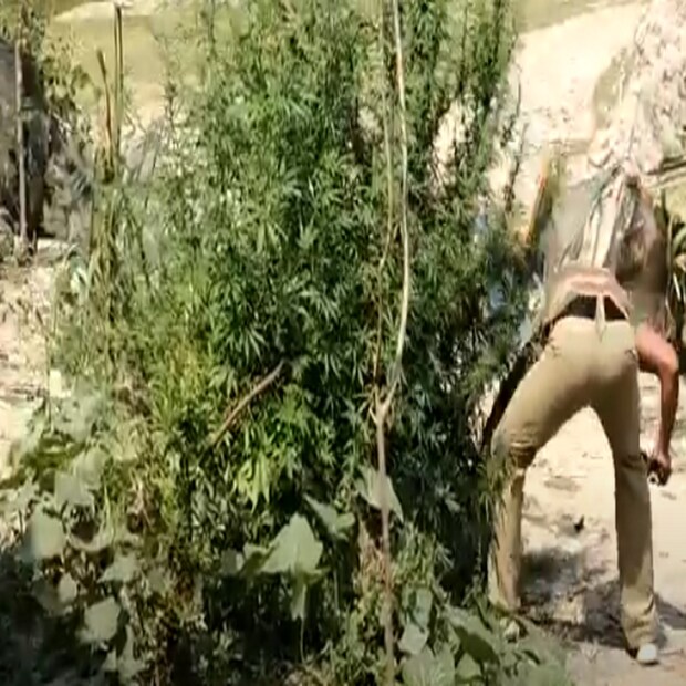 গতকাল পুলিশের কাছে খবর আসে, জীবনতলা থানার অন্তর্গত গাতী-তে জগন্নাথ ‌গ্রামের নারায়ণ দাস‌ (পিতা-সুজিত দাস) তাঁর বাড়িতে আনুমানিক ১ কাঠা জমির উপর গাঁজার চাষ করছে। 