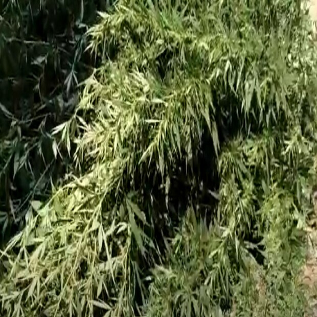 গাঁদা ফুলের নাম করে বাড়িতে নিষিদ্ধ গাঁজা গাছের চাষের অভিযোগ। খবর পেয়েই পুলিশি হানা। বাজেয়াপ্ত গাঁজা গাছের ডালপালা সমেত ২৮ কিলো গাঁজা বাজেয়াপ্ত। বাড়ির মালিকের খোঁজে তল্লাশি পুলিশের।
