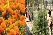 সবাই জানত, বাড়িতে হচ্ছে গাঁদা ফুলের চাষ, কিন্তু বাস্তবে যা চলছিল, পুলিশও অবাক!