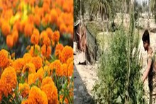 সবাই জানত, বাড়িতে হচ্ছে গাঁদা ফুলের চাষ, কিন্তু বাস্তবে যা চলছিল, পুলিশও অবাক!