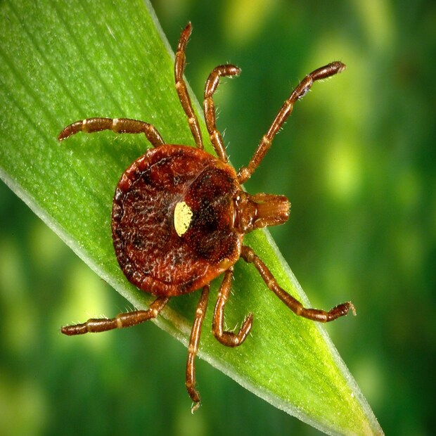 ভাইরাসটির নাম হার্টল্যান্ড ভাইরাস (Heartland virus)। ২০০৯ সালে প্রথমবার আমেরিকার (US) মিসৌরিতে এর দেখা মিলেছিল। নতুন করে এবার জর্জিয়ায় দেখা মিলল এই ভাইরাসের। শুধু জর্জিয়া নয়, বেশ কয়েকটি স্টেট থেকেই আসছে এই নতুন ভাইরাস আতঙ্ক।