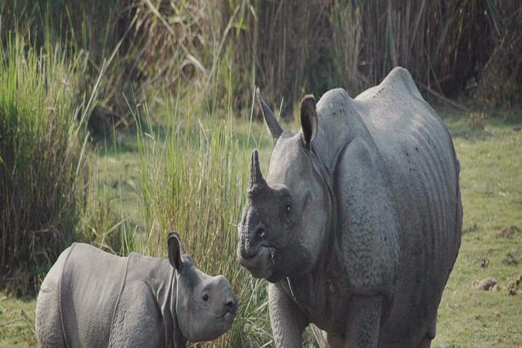 অসমের বন্যায় ৪০০ গণ্ডারের মৃত্যুর ৩ বছর পর গণ্ডারশুমারি শুরু হল কাজিরাঙ্গায়