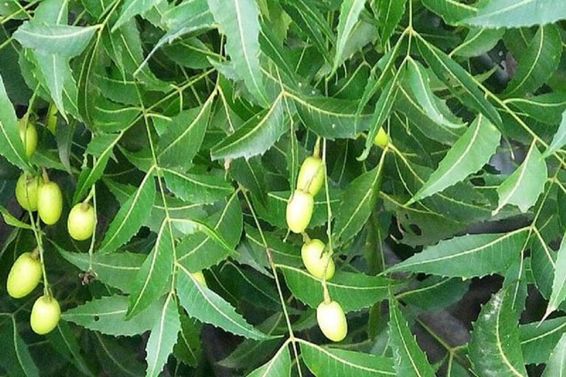 চুল পড়া, খুসকির সমস্যা থেকে মুক্তি পেতে শ্যাম্পুর পর নিমপাতা দেওয়া জল দিয়ে চুল ও ক্ল্যাল্প ধুয়ে নিন। স্ক্যাল্পের চুলকানির সমস্যায় নিমপাতার রস খুবই উপকারী। তাছাড়া নিমপাতার রসে চুলের গোড়া শক্ত হয়, চুলের শুষ্কতা বা রুক্ষ ভাব কমে যায় এবং নতুন চুল গজাতে শুরু করে।
