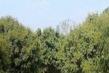 লিচু বাগানে পড়ে গলা কাটা লাশ! মুর্শিদাবাদে হাড়হিম ঘটনা কিশোরের সঙ্গে