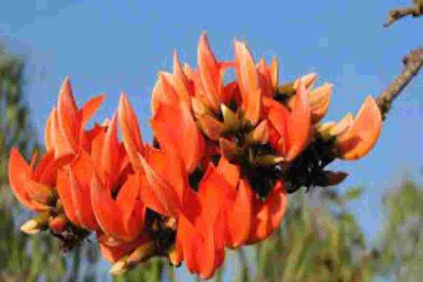 বসন্ত এসে গিয়েছে। আর বসন্ত আপাতত থাকছে। তেমনটাই পূর্বাভাস আলিপুর আবহাওয়া দফতরের। ভোরের দিকে ফুরফুরে হাওয়া রোদের ঝাঁজও তুলনামূলক কম। তার মাঝেই চলছে দফায় দফায় বৃষ্টি। এমনটাই চলছিল বাংলার আবহাওয়া। শীতকালেও বৃষ্টি হয়েছে এই বছর। বৃষ্টি যেন পিছুই ছাড়ছিল না। তবে আগামী ৫ দিন বৃষ্টির কোনও পূর্বাভাস নেই।