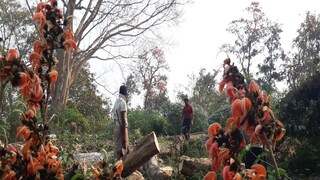 বাঁকুড়ায় পলাশ নিধন তুঙ্গে 