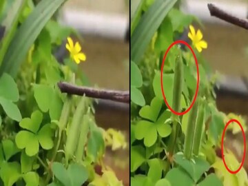 সোশ্যাল মিডিয়ায় তুমুল ভাইরাল গাছ ভিডিও