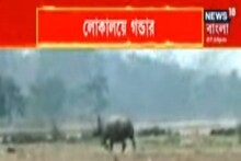 জঙ্গল থেকে লোকালয়ে বেরিয়ে এল গণ্ডার! তারপর যা ঘটল...
