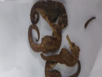 এই সেই সি হর্স