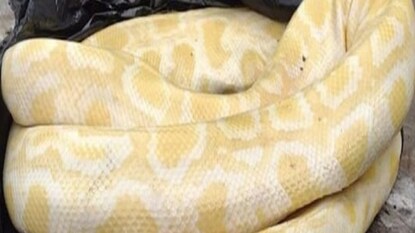 জঞ্জালের স্তূপে পড়ে থাকা কালো ব্যাগ খুলতেই বেরিয়ে এল বিশাল পাইথন! জঞ্জালের স্তূপে পড়ে থাকা কালো ব্যাগ খুলতেই বেরিয়ে এল বিশাল পাইথন!