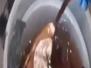 In Nashik, Human Remains Found in Two Drums 