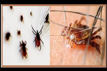এক ছোঁয়ায় মৃত্যু! করোনা আবহে নয়া আতঙ্ক 'হার্টল্যান্ড ভাইরাস', কতটা মারাত্বক?