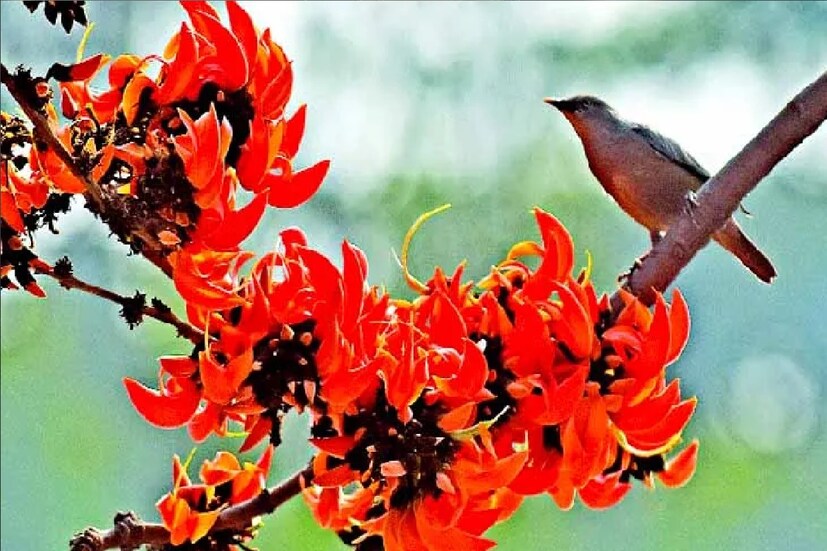 আলিপুর আবহাওয়া দফতরের পূর্বাভাস বলছে উত্তরবঙ্গের কয়েকটি জেলায় বৃষ্টির সম্ভাবনা থাকলেও কেবল মেঘাচ্ছন্নই থাকছে কলকাতার আকাশ। তবে আগামী ৩ দিনে তাপমাত্রা পরিবর্তনের সেইরকম সম্ভাবনা নেই। আপাতত আংশিক মেঘলা আকাশেই আশা রাখতে হচ্ছে বঙ্গকে ৷ তীব্র গরমে পুড়ছে দক্ষিণবঙ্গ (Weather Update of Bengal) ৷ শুষ্ক গরম বাতাসে গা পুড়িয়ে দেওয়ার আবহ ।