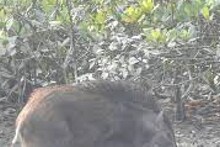 বন্যপ্রাণী শিকারে নিষেধাজ্ঞা, মহিষাদলে বনদফতরের মাইকিং-প্রচার