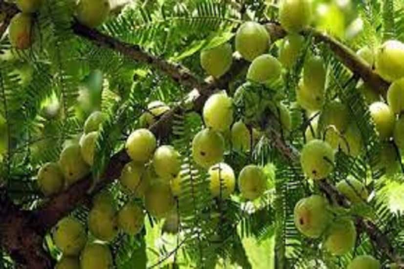 যকৃত পরিষ্কার রাখতে আমলকি অত্যন্ত পরিমাণে কাজে লাগে ৷ নিষ্প্রাণ চুলে আমলকি দিলে ফিরে পাওয়া সম্ভব হয় প্রাণের স্পন্দন ৷ প্রতীকী ছবি ৷